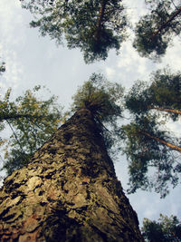 Low angle view of trees against sky