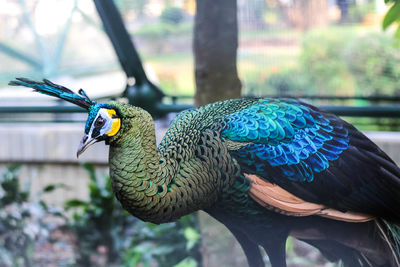 Close-up of peacock perching on tree