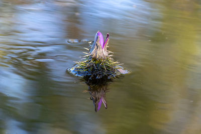 High angle view of a bird in water