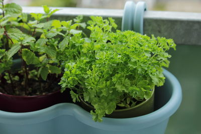 Close-up of potted plant on table