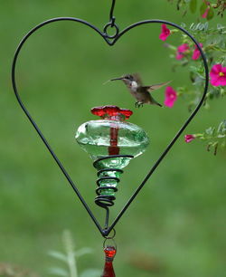 Close-up of red bird flying