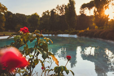 Close-up of red flowering plant against lake during sunset