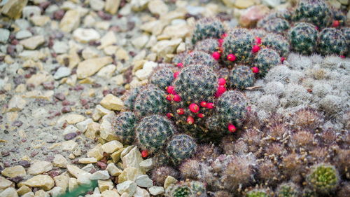 Close-up of berries on rock