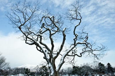 Low angle view of bare trees against sky