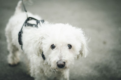 Close-up portrait of white dog on street