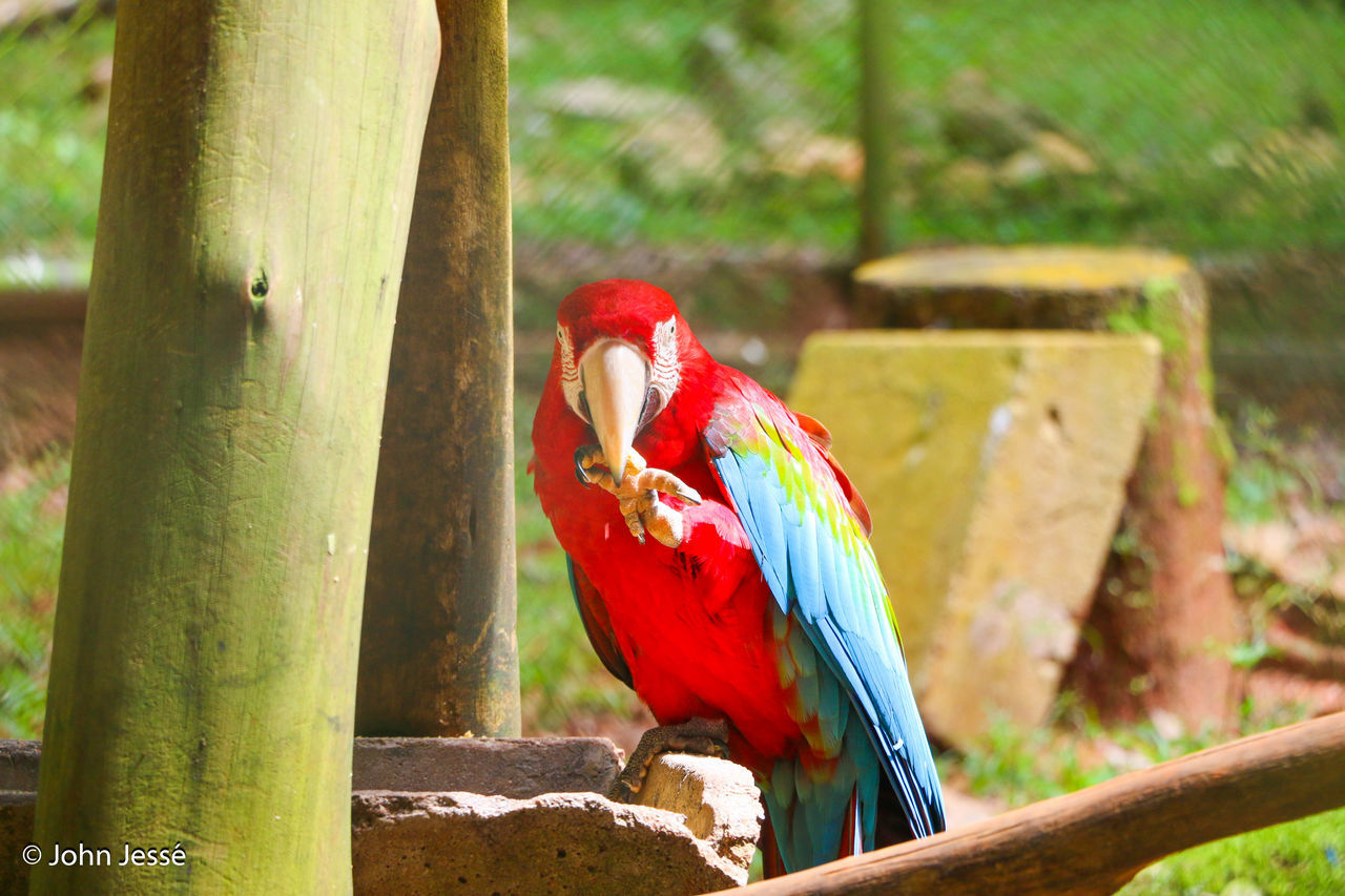 CLOSE-UP OF PARROT PERCHING ON BRANCH