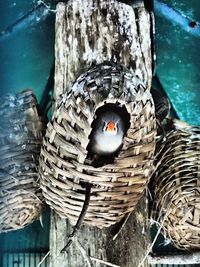 Close-up of bird against calm sea