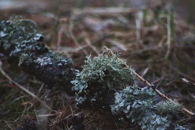 Close-up of moss growing on field