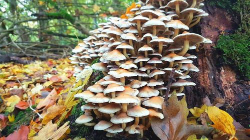 Close-up of mushrooms growing on tree