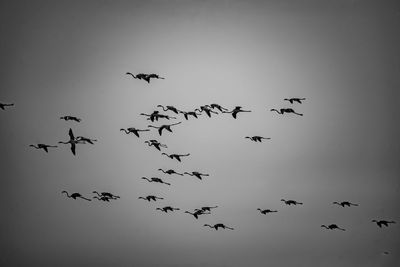 Low angle view of birds flying in the sky