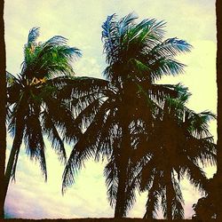 palm tree