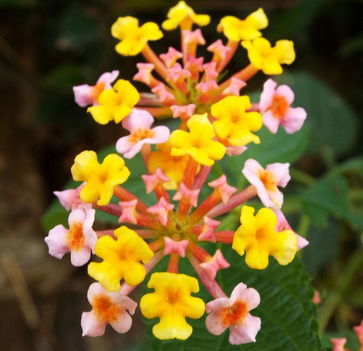 CLOSE-UP OF YELLOW FLOWERS BLOOMING AT PARK