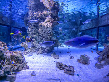 reef