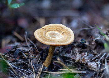 Close-up of mushroom growing on field