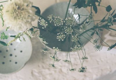 High angle view of white flowering plants on table