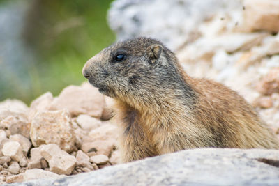 Portrait of wilde marmots in dolomites