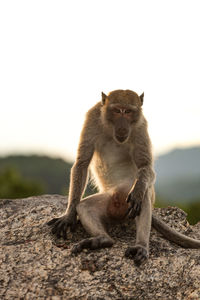 Portrait of monkey sitting on rock against sky