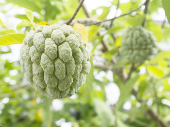 Close-up of fruit growing on tree