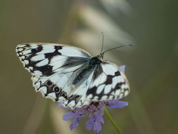 Close-up of butterfly on purple flower