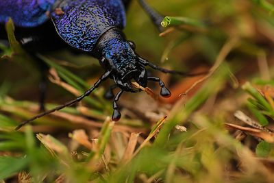 Close-up of insect on land