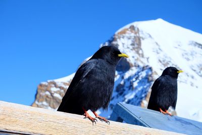 Close-up of birds perching on wood against clear blue sky