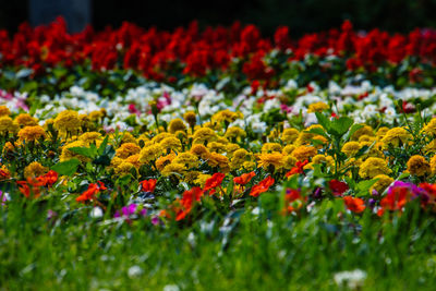 Close-up of purple flowering plants on field