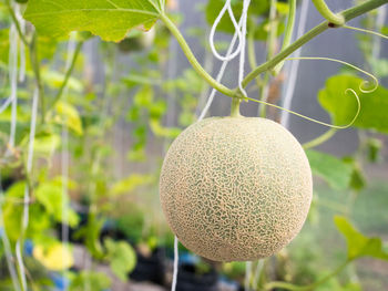 Close-up of melon hanging on tree