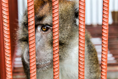 Close-up of monkey in cage