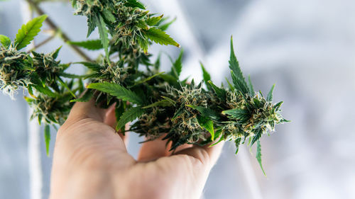 Close-up of hand holding medical cannabis