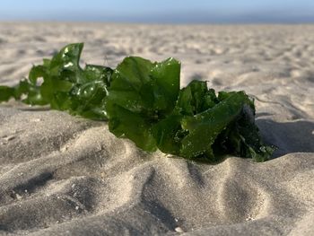 Close-up of leaf on beach