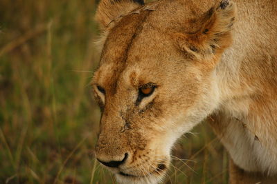 Close-up of lioness on field