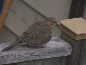 Close-up of bird perching on wooden table