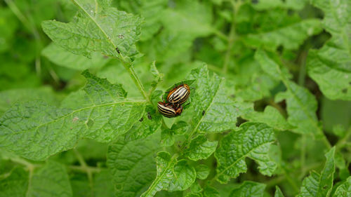 Close-up of insect on leaf