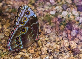 Close-up of butterfly on rock