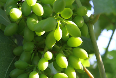 Close-up of fruits growing on tree