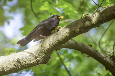 Low angle view of bird perching on tree