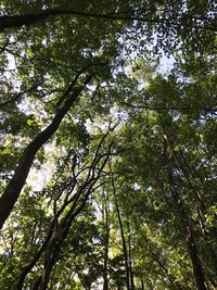 Low angle view of trees in forest