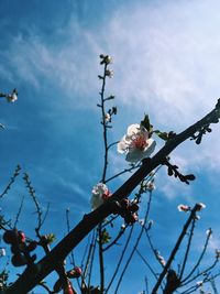 Low angle view of cherry blossom against sky