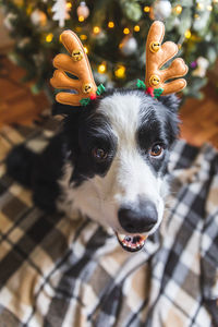 Close-up portrait of a dog