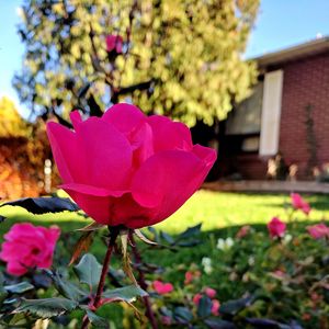 Close-up of pink flower blooming outdoors