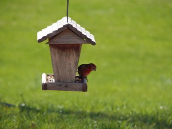 View of a bird on a field