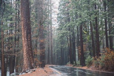 Road amidst trees in forest