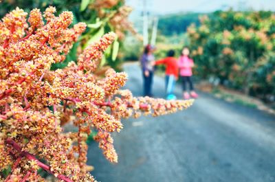 Close-up of flowers by road