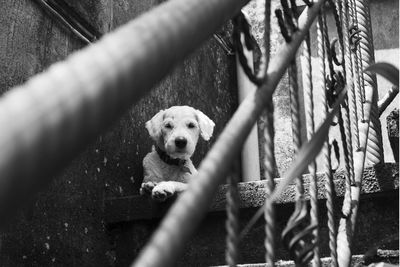 Portrait of dog