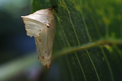 The cocoon attaches to the mango leaves
