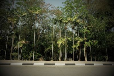 Trees against clear sky