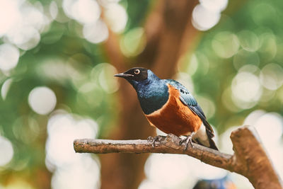 Close-up of bird perching on a tree