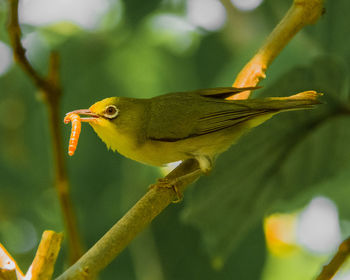 Close-up of bird perching on plant