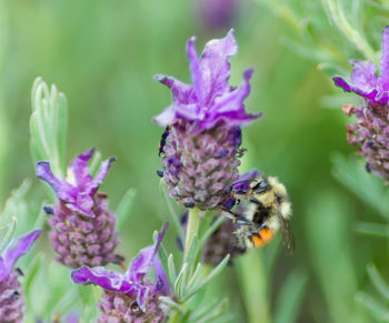 Close-up of honey bee on flower