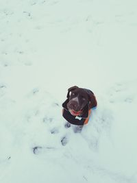 Dog sitting on snow